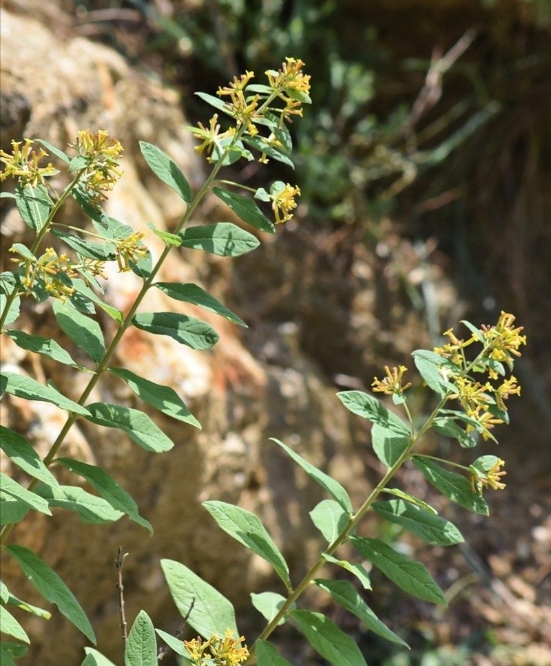 Wikstroemia canescens photo 7