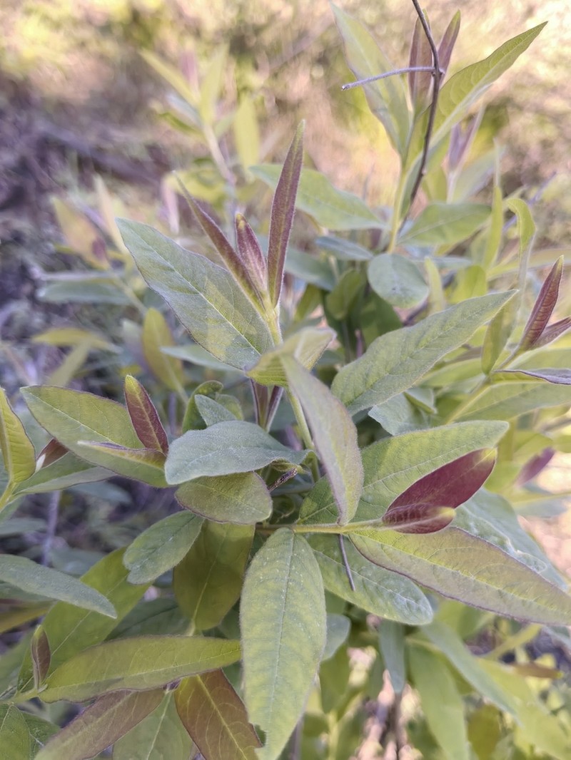 Wikstroemia canescens photo 8