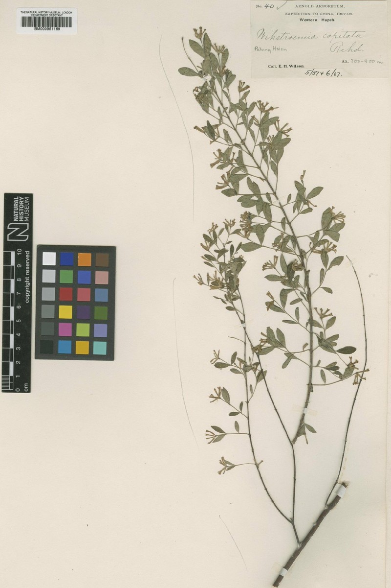 Wikstroemia capitata