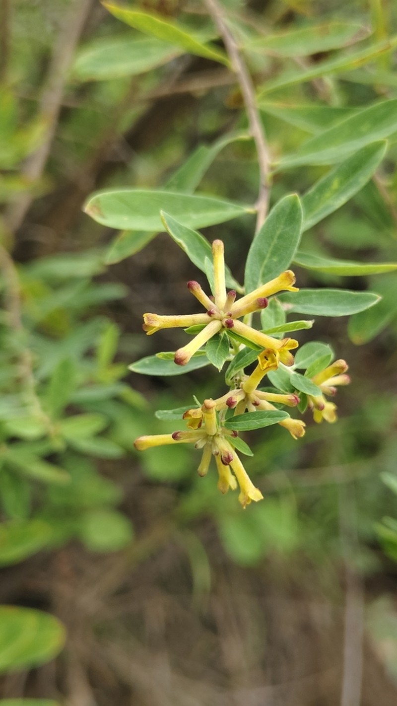 Wikstroemia chamaedaphne