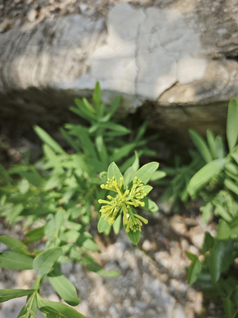 Wikstroemia chamaedaphne photo 2