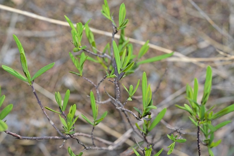 Wikstroemia chamaedaphne photo 4