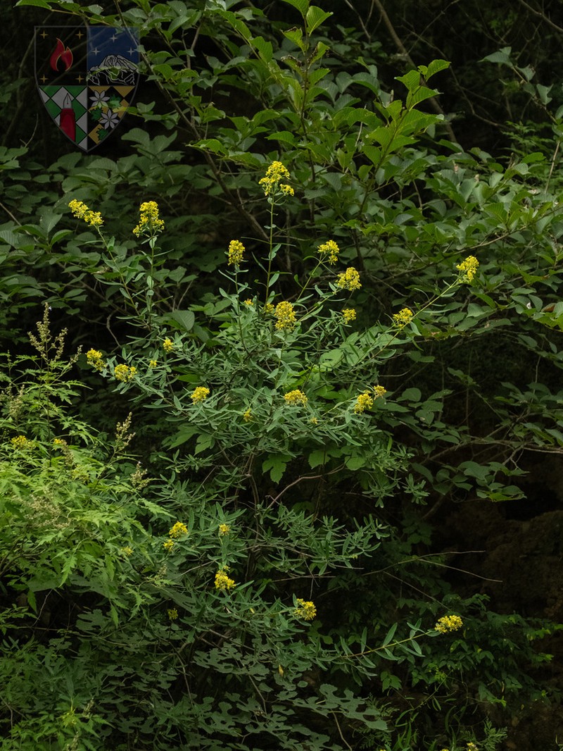 Wikstroemia chamaedaphne photo 5