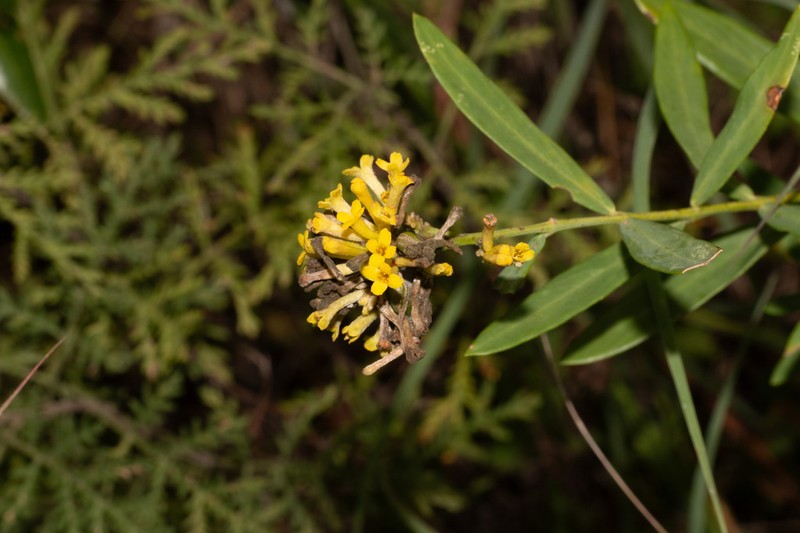 Wikstroemia chamaedaphne photo 6