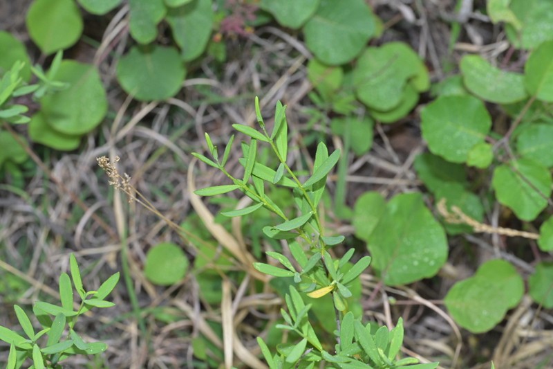 Wikstroemia chamaedaphne photo 8