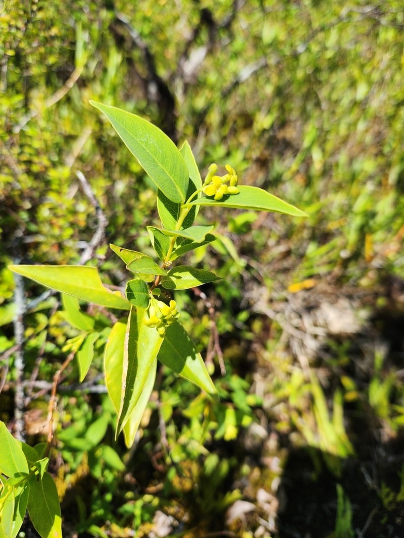 Wikstroemia coriacea