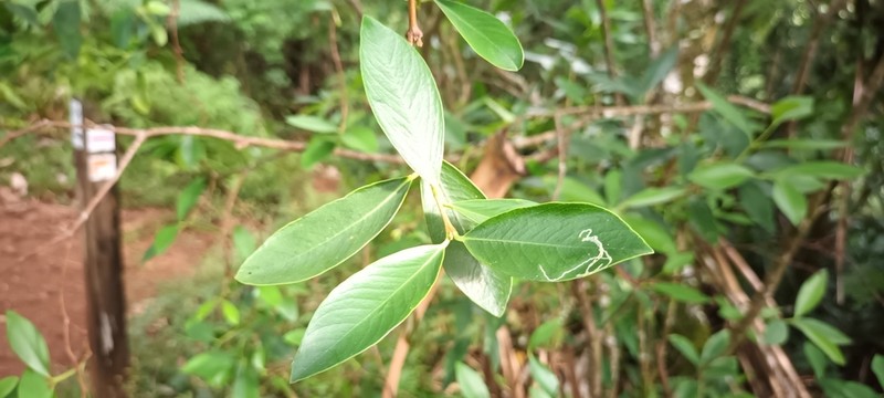 Wikstroemia coriacea photo 2