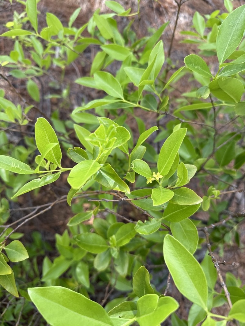 Wikstroemia coriacea photo 3