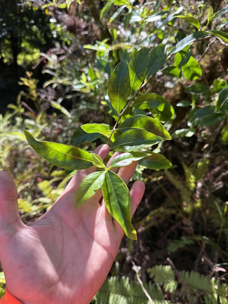 Wikstroemia coriacea photo 5