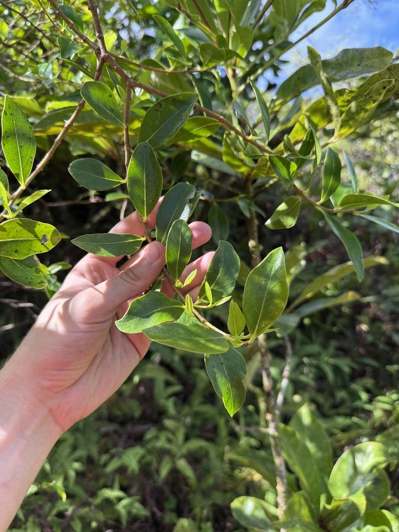 Wikstroemia coriacea photo 6