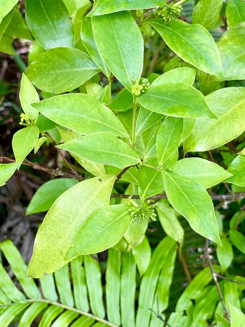 Wikstroemia coriacea photo 8