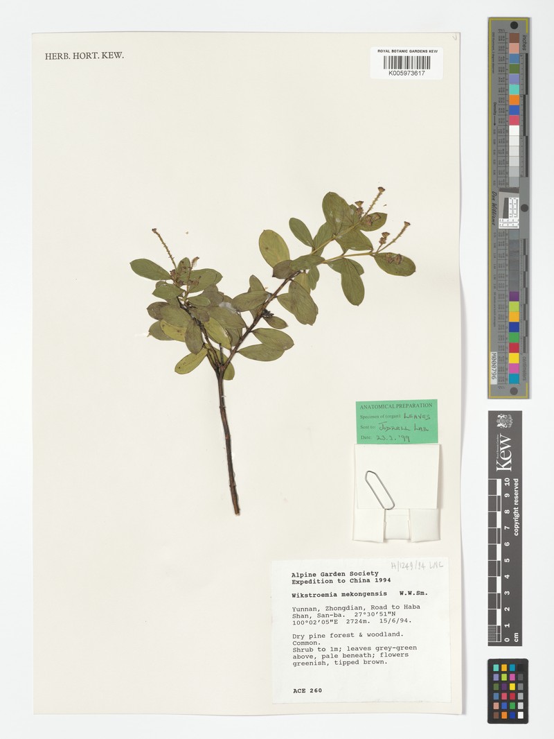 Wikstroemia delavayi photo 2