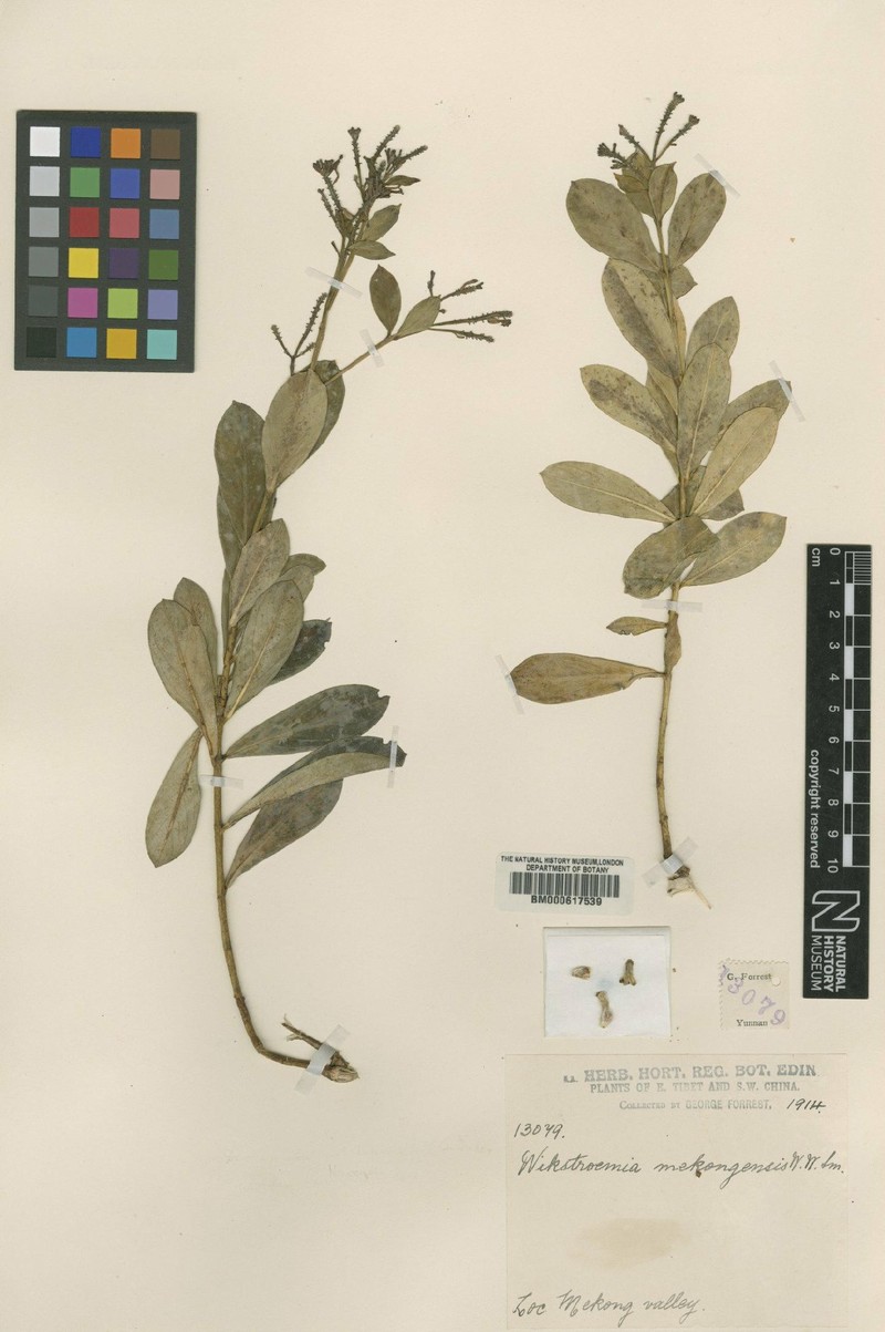 Wikstroemia delavayi photo 3