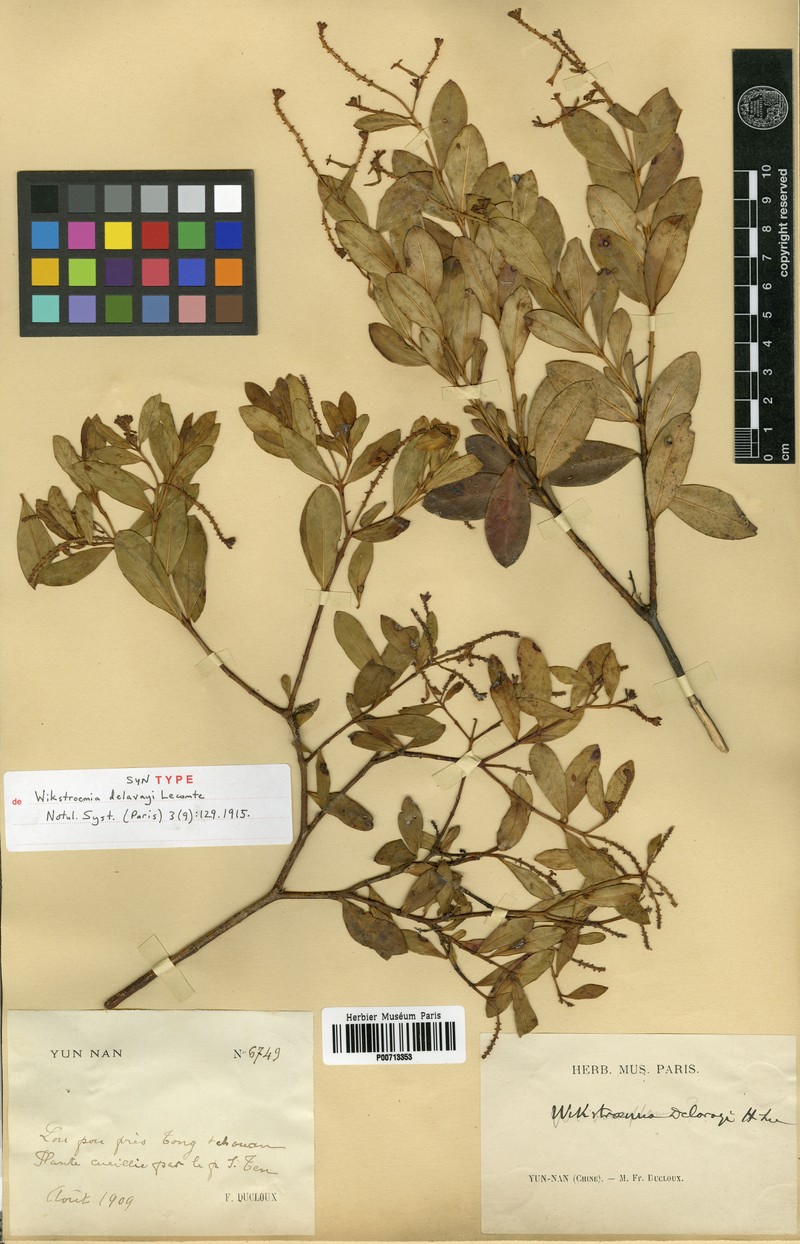 Wikstroemia delavayi