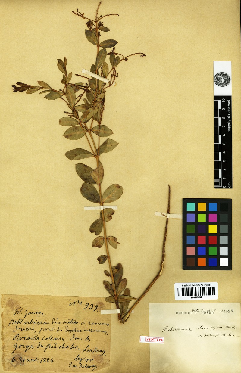 Wikstroemia delavayi photo 4