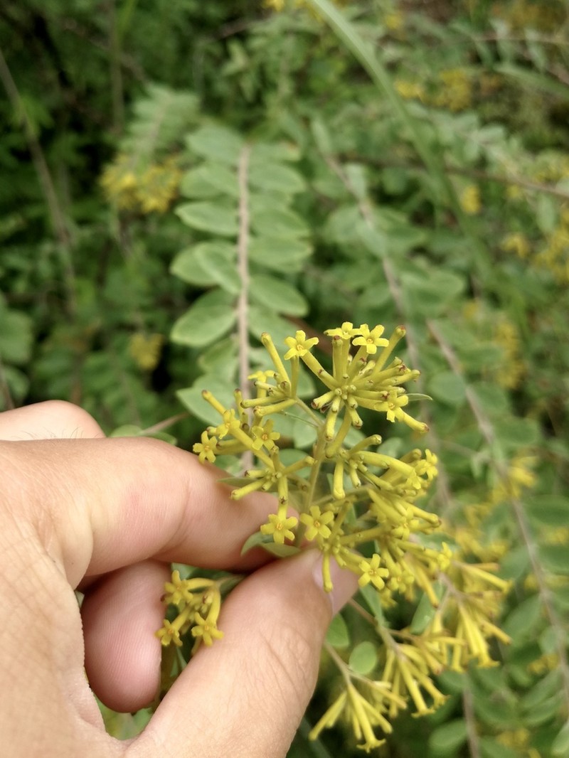 Wikstroemia dolichantha