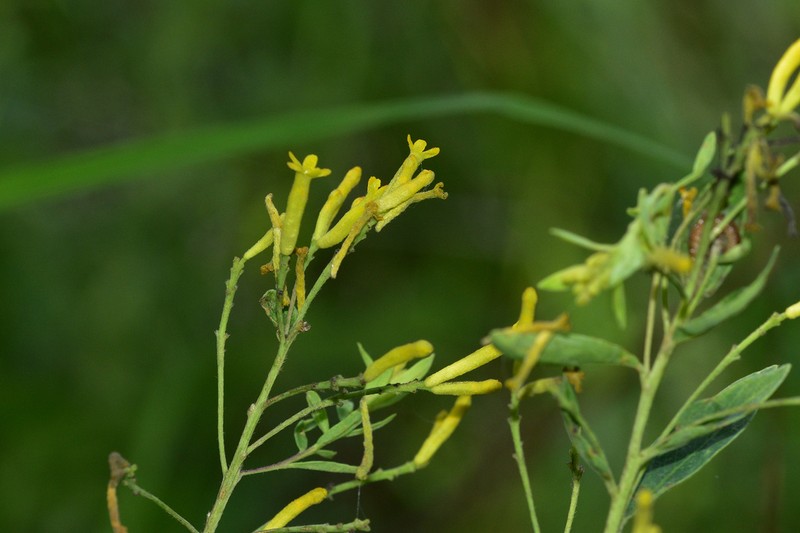 Wikstroemia dolichantha photo 3