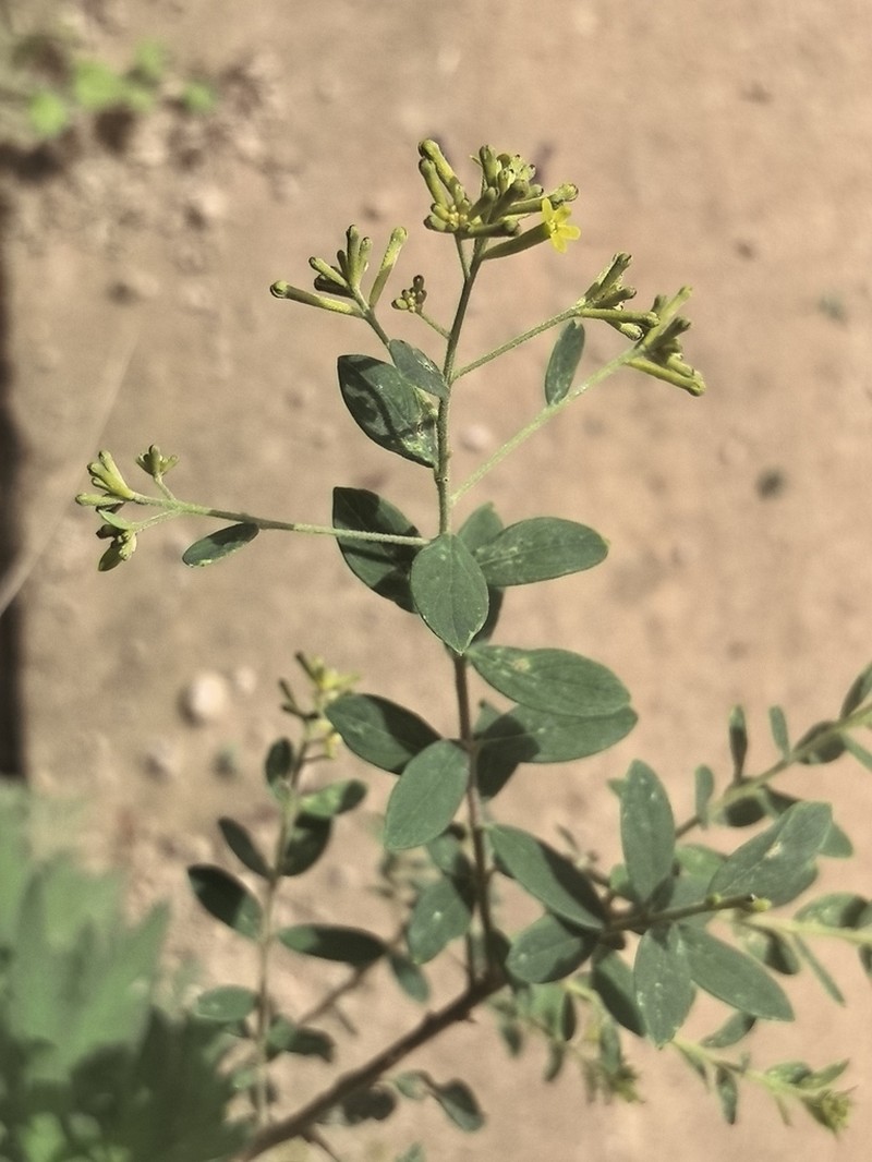 Wikstroemia dolichantha photo 4
