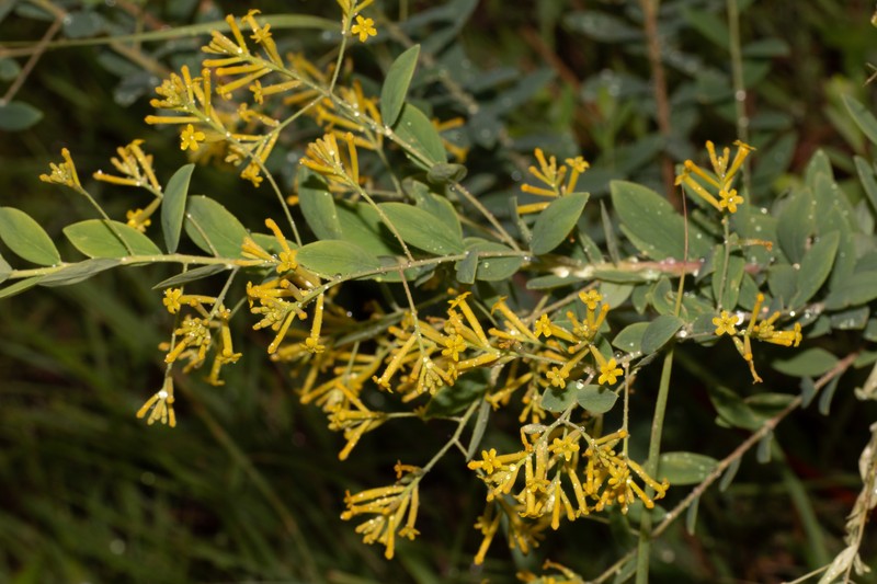 Wikstroemia dolichantha photo 5