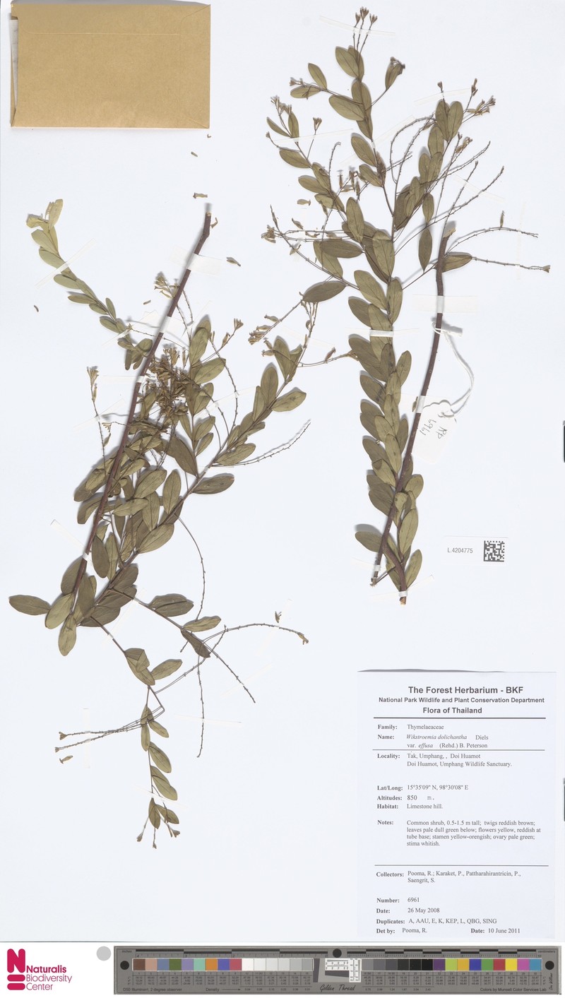 Wikstroemia dolichantha photo 6