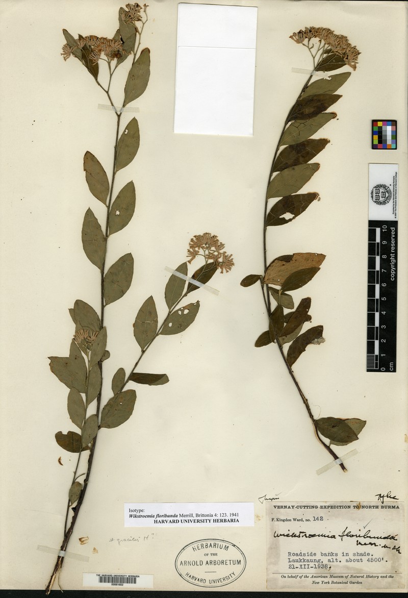 Wikstroemia floribunda