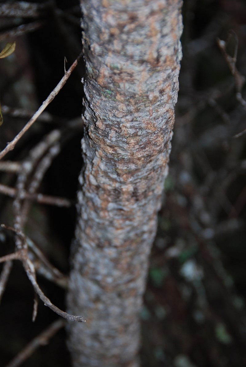 Forest False Ohelo photo 2