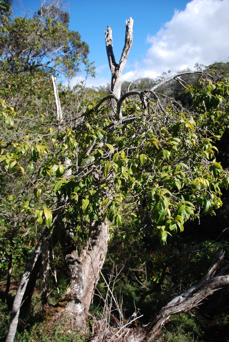 Forest False Ohelo photo 5