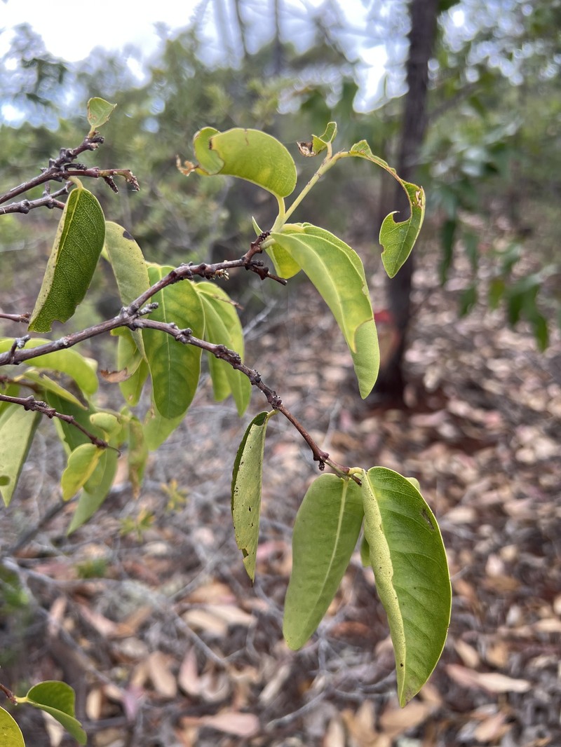 Forest False Ohelo photo 7