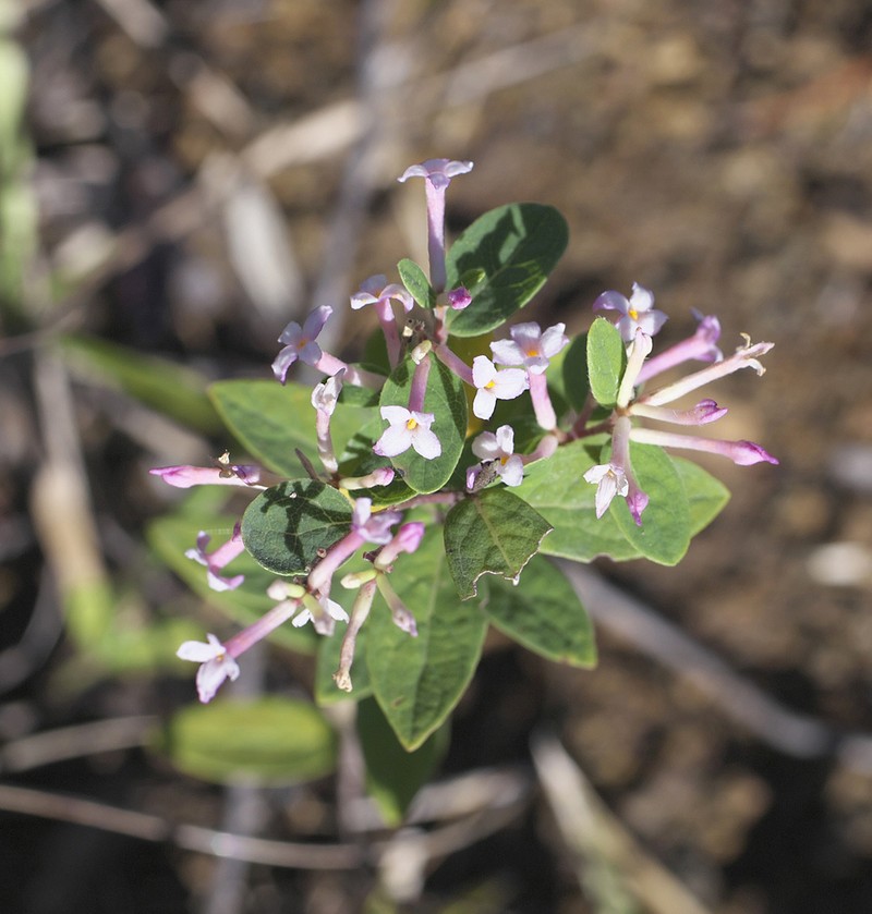 Wikstroemia ganpi
