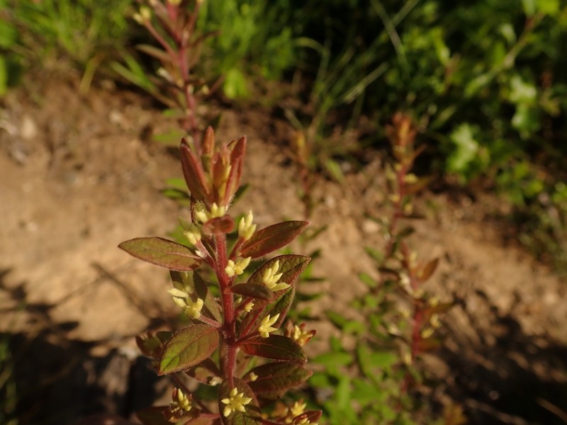 Wikstroemia ganpi photo 2