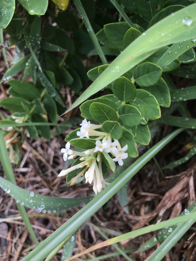 Wikstroemia ganpi photo 4