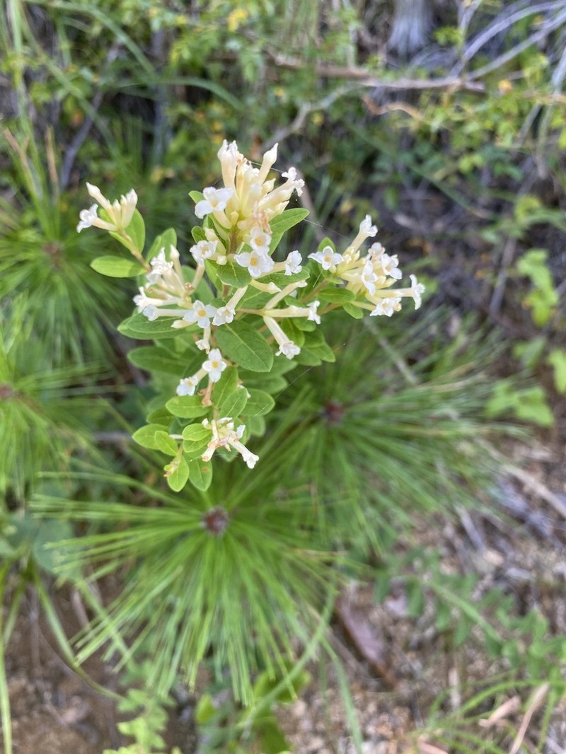 Wikstroemia ganpi photo 5