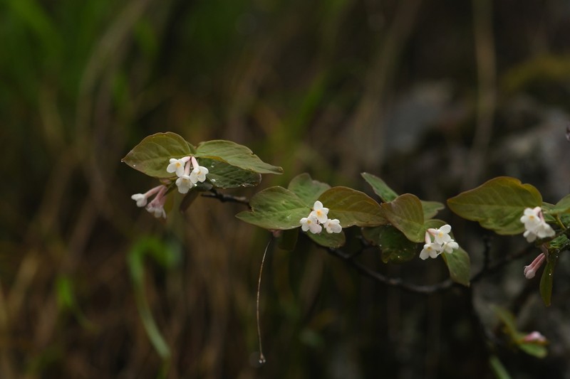 Wikstroemia glabra photo 2