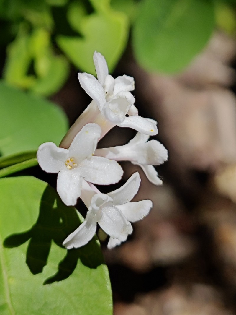 Wikstroemia glabra photo 3