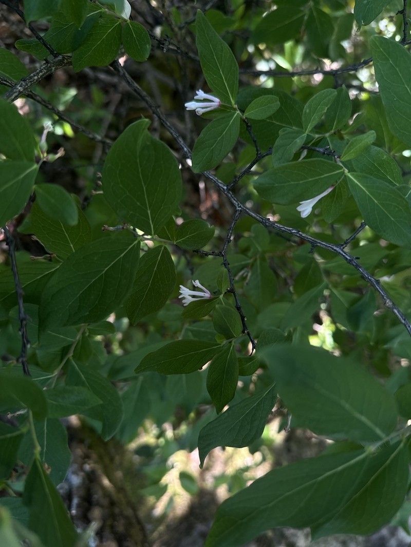 Wikstroemia glabra photo 4