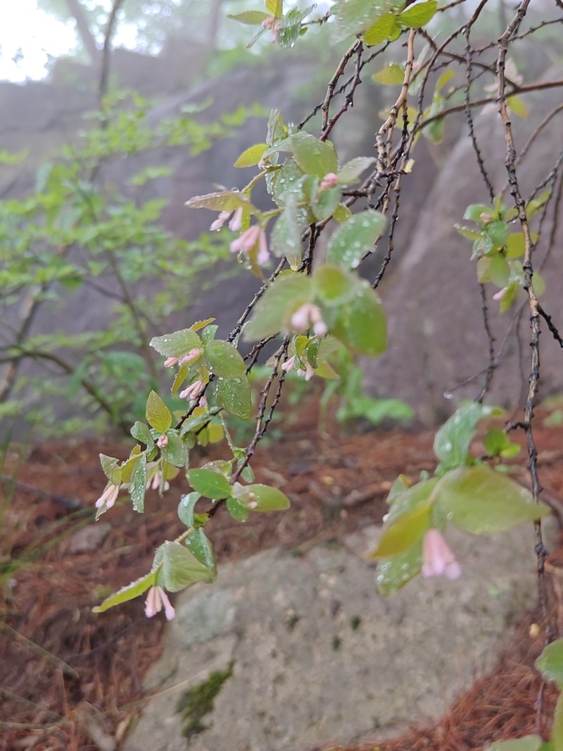 Wikstroemia glabra photo 5