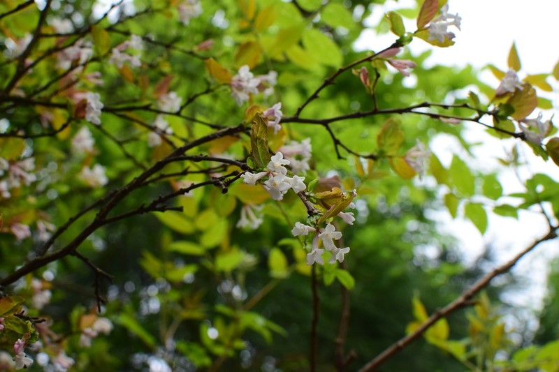 Wikstroemia glabra photo 6