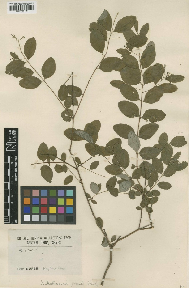 Wikstroemia gracilis