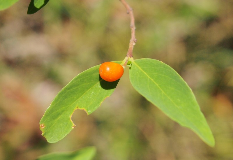 Wikstroemia indica