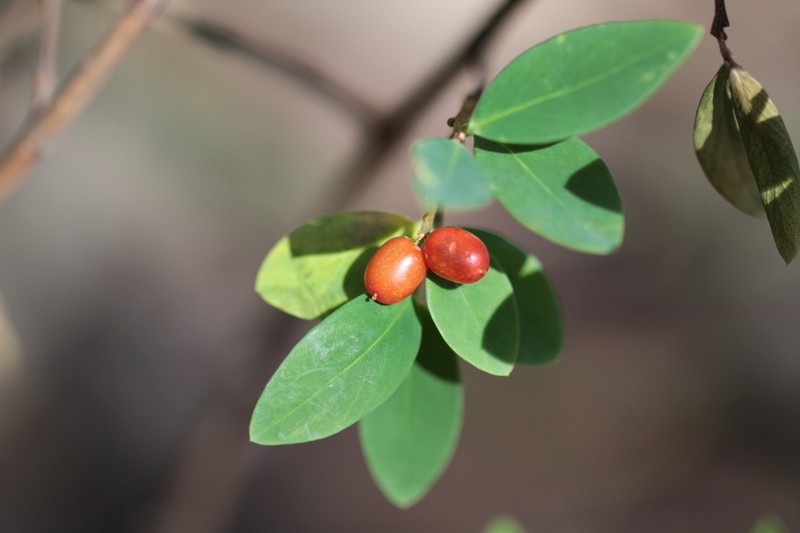 Wikstroemia indica photo 2