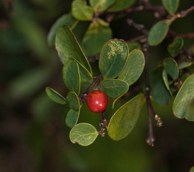 Wikstroemia indica photo 3