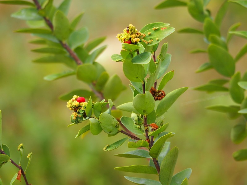Wikstroemia indica photo 4
