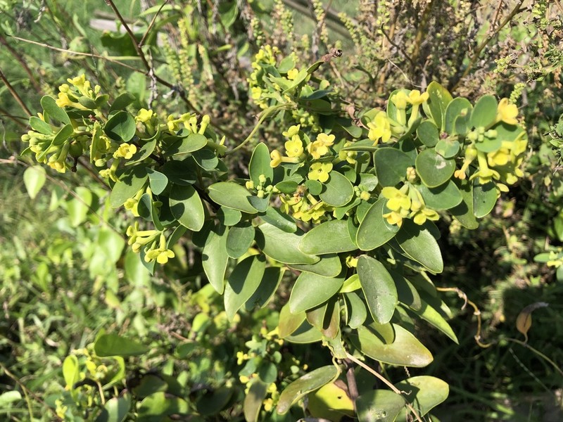 Wikstroemia indica photo 5