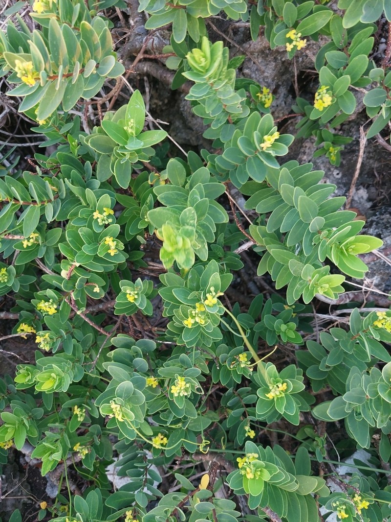 Wikstroemia indica photo 6
