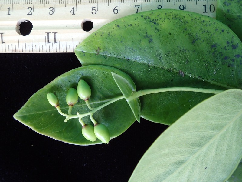 Wikstroemia johnplewsii photo 3