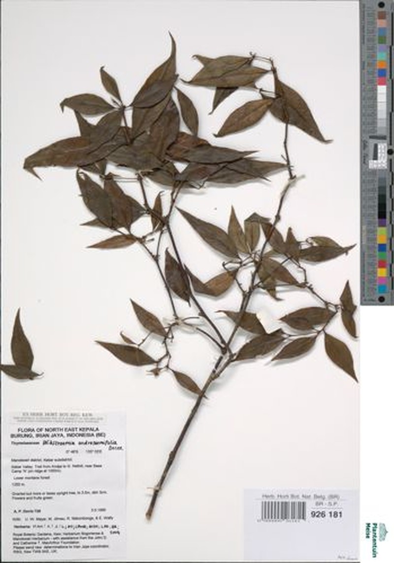 Wikstroemia lamatsoensis