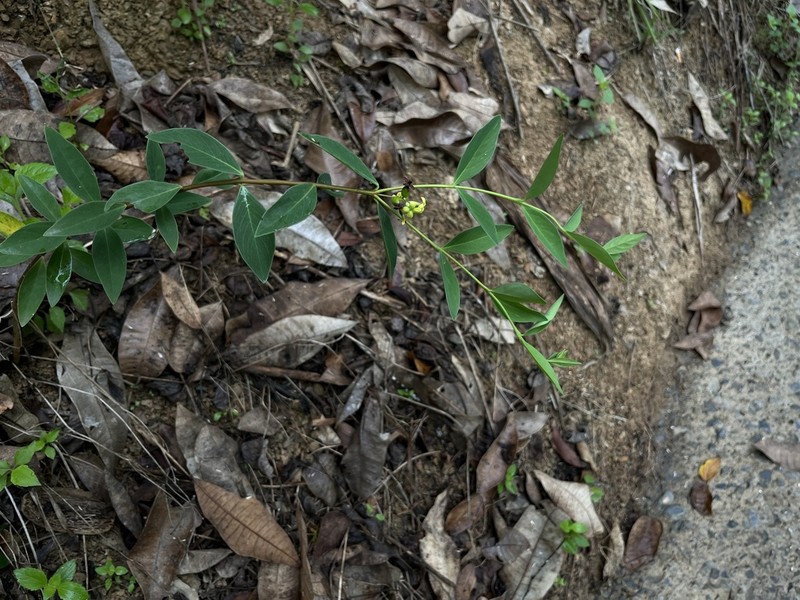 Wikstroemia lanceolata