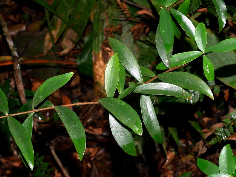 Wikstroemia lanceolata photo 2