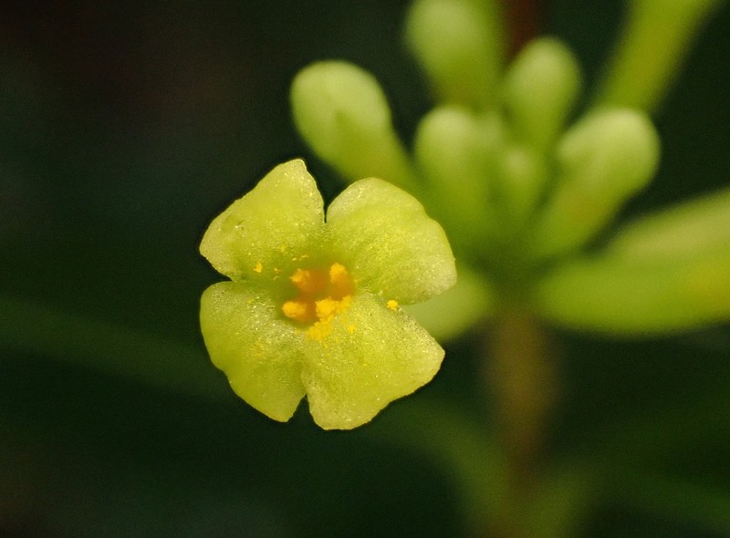 Wikstroemia lanceolata photo 3