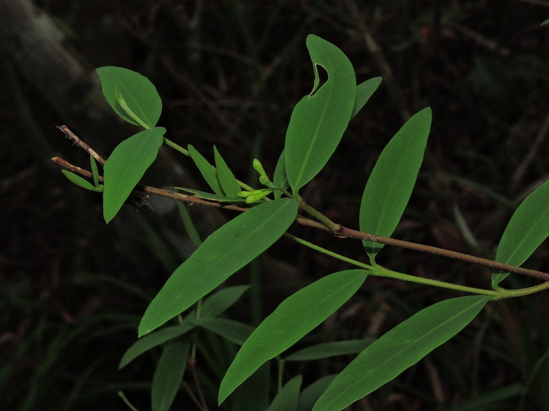 Wikstroemia lanceolata photo 4